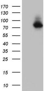 NOR-1 Antibody in Western Blot (WB)