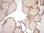 NOR-1 Antibody in Immunohistochemistry (Paraffin) (IHC (P))