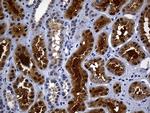 ASL Antibody in Immunohistochemistry (Paraffin) (IHC (P))