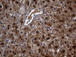 ASL Antibody in Immunohistochemistry (Paraffin) (IHC (P))