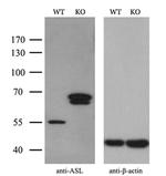 ASL Antibody in Western Blot (WB)