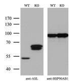 ASL Antibody in Western Blot (WB)