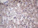 MB67 Antibody in Immunohistochemistry (Paraffin) (IHC (P))