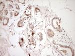 ADAMTS4 Antibody in Immunohistochemistry (Paraffin) (IHC (P))