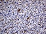 TGFBI Antibody in Immunohistochemistry (Paraffin) (IHC (P))