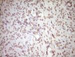 tPA Antibody in Immunohistochemistry (Paraffin) (IHC (P))