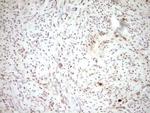 tPA Antibody in Immunohistochemistry (Paraffin) (IHC (P))