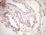 tPA Antibody in Immunohistochemistry (Paraffin) (IHC (P))