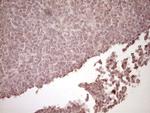 tPA Antibody in Immunohistochemistry (Paraffin) (IHC (P))