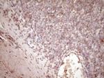 tPA Antibody in Immunohistochemistry (Paraffin) (IHC (P))