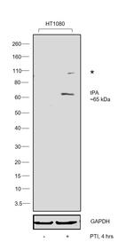 tPA Antibody in Western Blot (WB)