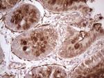 NFS1 Antibody in Immunohistochemistry (Paraffin) (IHC (P))