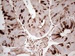 NFS1 Antibody in Immunohistochemistry (Paraffin) (IHC (P))