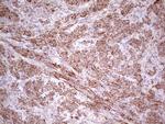 NFS1 Antibody in Immunohistochemistry (Paraffin) (IHC (P))