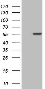 NFS1 Antibody in Western Blot (WB)