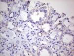 CDKL2 Antibody in Immunohistochemistry (Paraffin) (IHC (P))