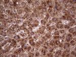 CDKL2 Antibody in Immunohistochemistry (Paraffin) (IHC (P))