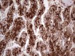 CDKL2 Antibody in Immunohistochemistry (Paraffin) (IHC (P))