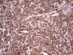 CDKL2 Antibody in Immunohistochemistry (Paraffin) (IHC (P))