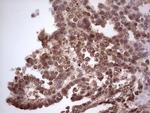 CDKL2 Antibody in Immunohistochemistry (Paraffin) (IHC (P))