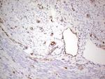 NFS1 Antibody in Immunohistochemistry (Paraffin) (IHC (P))