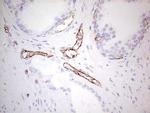 NFS1 Antibody in Immunohistochemistry (Paraffin) (IHC (P))