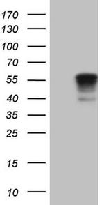 NFS1 Antibody in Western Blot (WB)