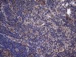 SUOX Antibody in Immunohistochemistry (Paraffin) (IHC (P))