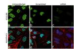 SETD1A Antibody