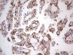 LRRC6 Antibody in Immunohistochemistry (Paraffin) (IHC (P))