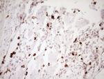 TFPI Antibody in Immunohistochemistry (Paraffin) (IHC (P))