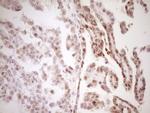 TFPI Antibody in Immunohistochemistry (Paraffin) (IHC (P))