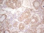 Ephrin A3 Antibody in Immunohistochemistry (Paraffin) (IHC (P))