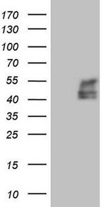 TFPI Antibody in Western Blot (WB)