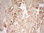 MRRF Antibody in Immunohistochemistry (Paraffin) (IHC (P))