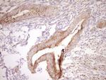 NR0B2 Antibody in Immunohistochemistry (Paraffin) (IHC (P))