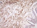 NR0B2 Antibody in Immunohistochemistry (Paraffin) (IHC (P))