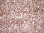 NR0B2 Antibody in Immunohistochemistry (Paraffin) (IHC (P))