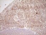 NR0B2 Antibody in Immunohistochemistry (Paraffin) (IHC (P))