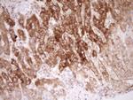 NR0B2 Antibody in Immunohistochemistry (Paraffin) (IHC (P))