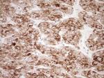 NR0B2 Antibody in Immunohistochemistry (Paraffin) (IHC (P))