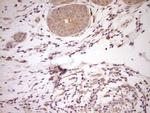 NR0B2 Antibody in Immunohistochemistry (Paraffin) (IHC (P))