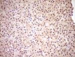 NR0B2 Antibody in Immunohistochemistry (Paraffin) (IHC (P))