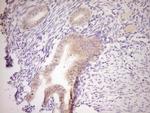 NR0B2 Antibody in Immunohistochemistry (Paraffin) (IHC (P))