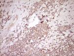 NR0B2 Antibody in Immunohistochemistry (Paraffin) (IHC (P))