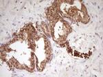 PCBP1 Antibody in Immunohistochemistry (Paraffin) (IHC (P))