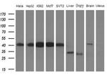 PCBP1 Antibody in Western Blot (WB)