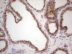 BHLHE41 Antibody in Immunohistochemistry (Paraffin) (IHC (P))