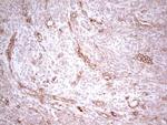 WIBG Antibody in Immunohistochemistry (Paraffin) (IHC (P))