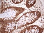 WIBG Antibody in Immunohistochemistry (Paraffin) (IHC (P))